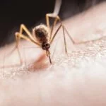 What Do Mosquiteos Eats