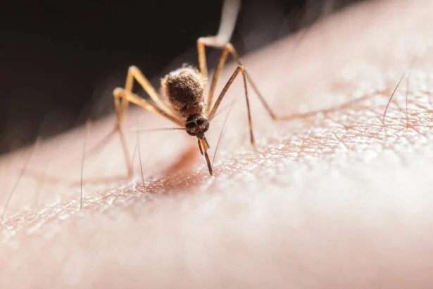 What Do Mosquiteos Eats