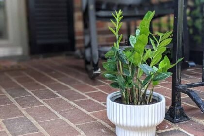 ZZ Plants