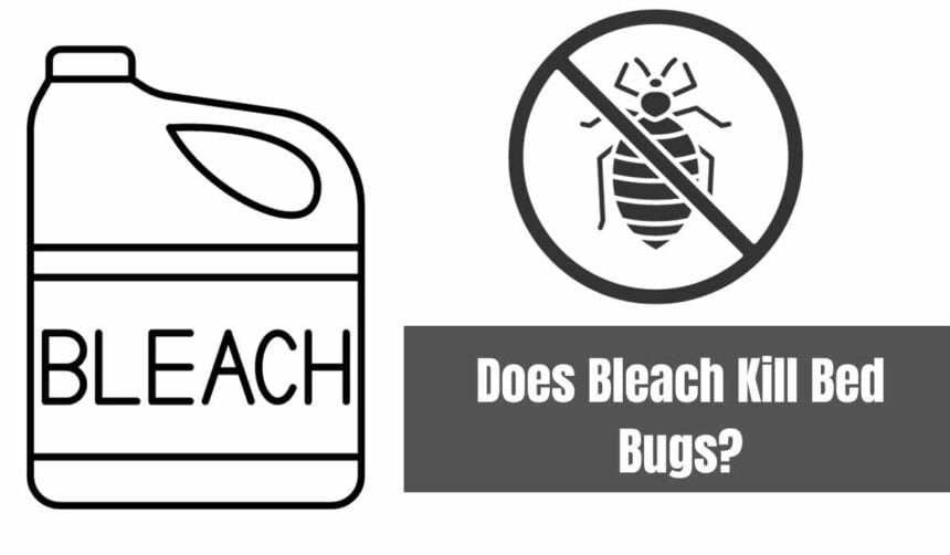 Does Bleach Kill Bed Bugs? - 𝐁𝐞𝐬𝐭𝐫𝐚𝐭𝐞𝐝𝐡𝐨𝐦𝐞