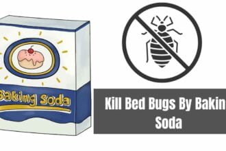 Kill Bed Bugs By Baking Soda