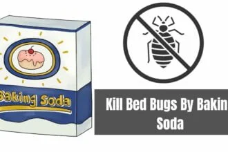 Kill Bed Bugs By Baking Soda
