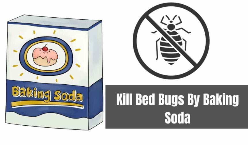 Kill Bed Bugs By Baking Soda