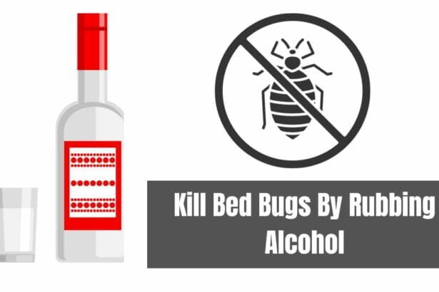 Kill Bed Bugs By Rubbing Alcohol