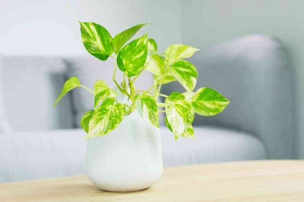 Benefits of Pothos Plant