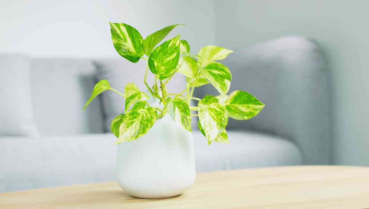 Benefits of Pothos Plant