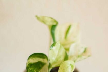 How to Care and Grow Jade Pothos