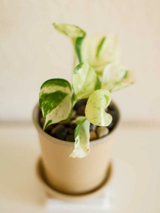 How to Care and Grow Jade Pothos
