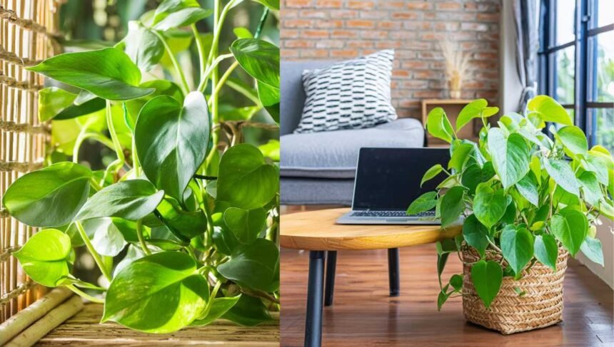 How to Grow and Care Jade Pothos