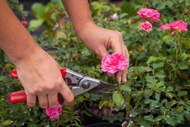 Spring Rose Essential Care Tips for Vibrant Blooms