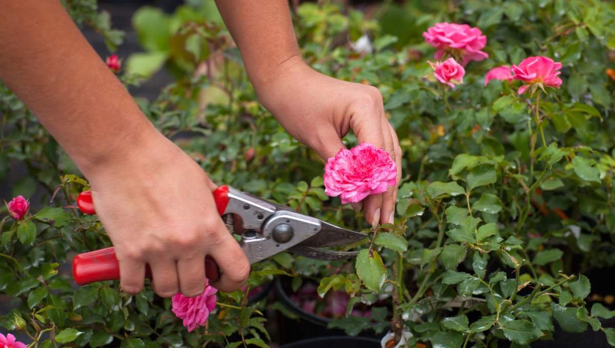 Spring Rose Essential Care Tips for Vibrant Blooms