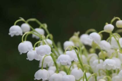 What is lily of the valley famous for