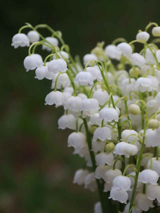 What is lily of the valley famous for?