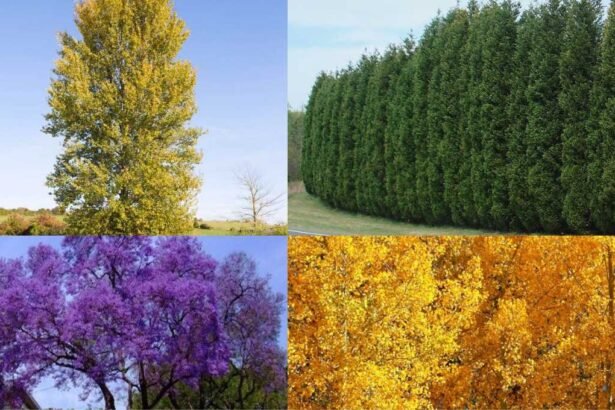 5 Fastest Growing Trees to Quickly Add Shade to Your Yard