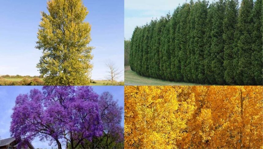 5 Fastest Growing Trees to Quickly Add Shade to Your Yard