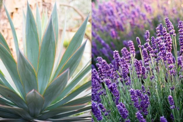 5 Low Maintenance Drought Tolerant Plants