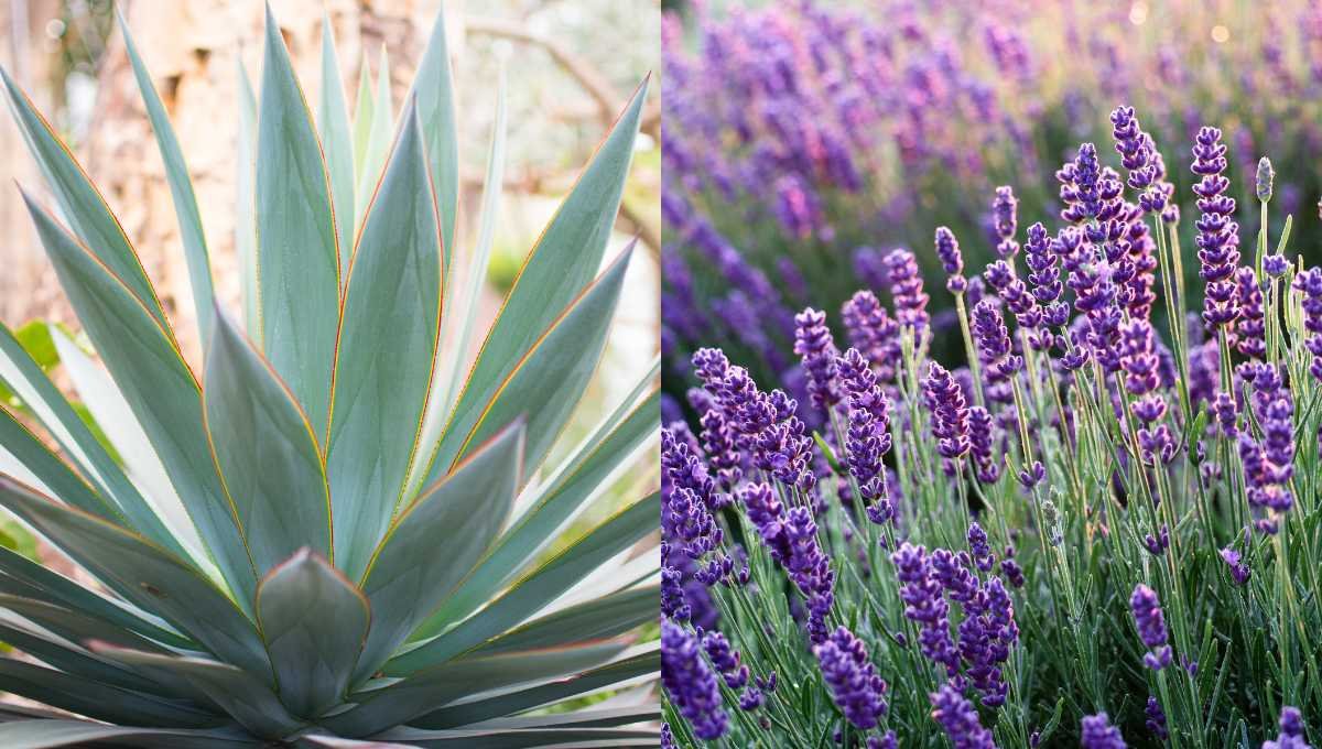 5 Low Maintenance Drought Tolerant Plants