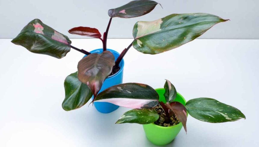 Benefits of the Pink Princess Philodendron