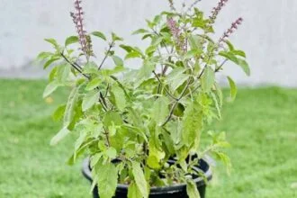Holy Basil Plant Growing and Caring Guide
