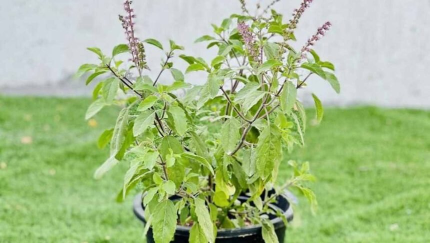 Holy Basil Plant Growing and Caring Guide