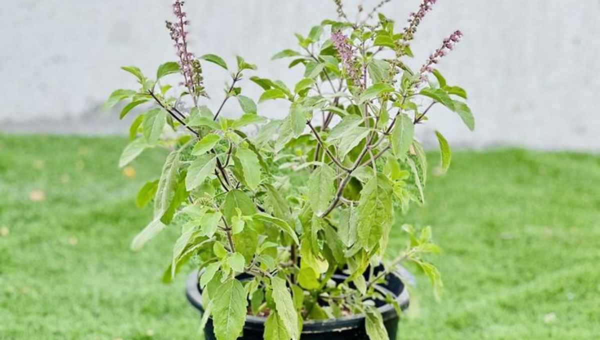 Holy Basil Plant Growing and Caring Guide
