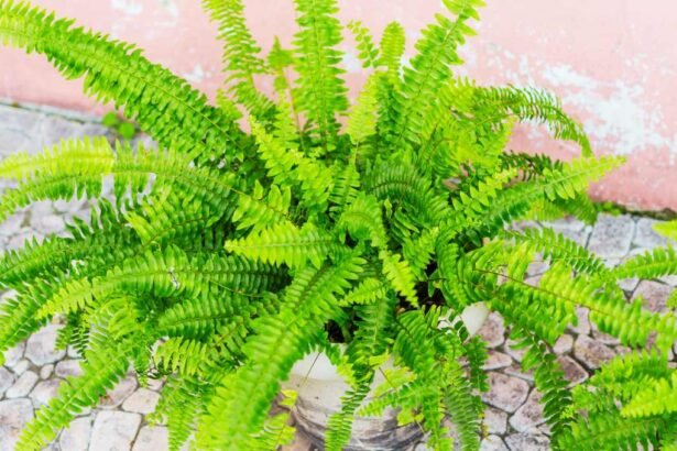 How to Grow and Care for Fern Plants