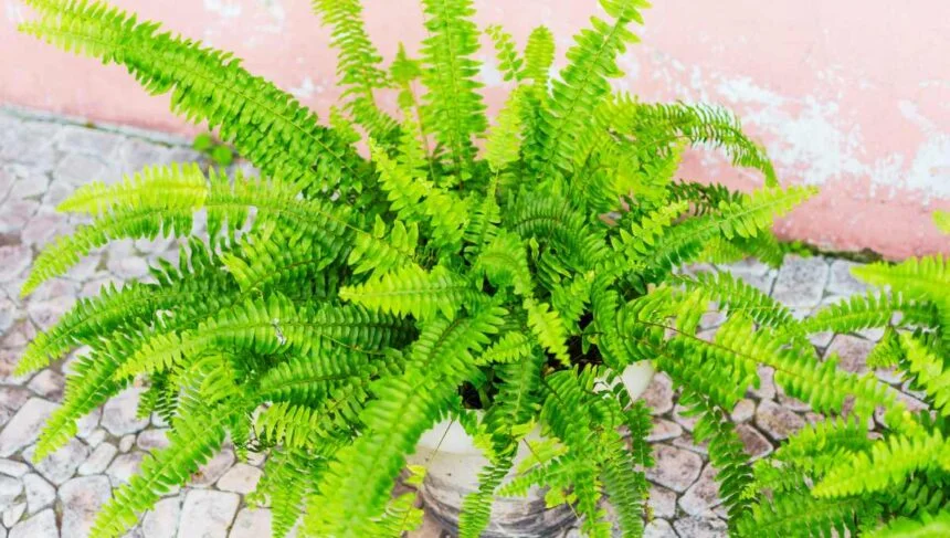 How to Grow and Care for Fern Plants