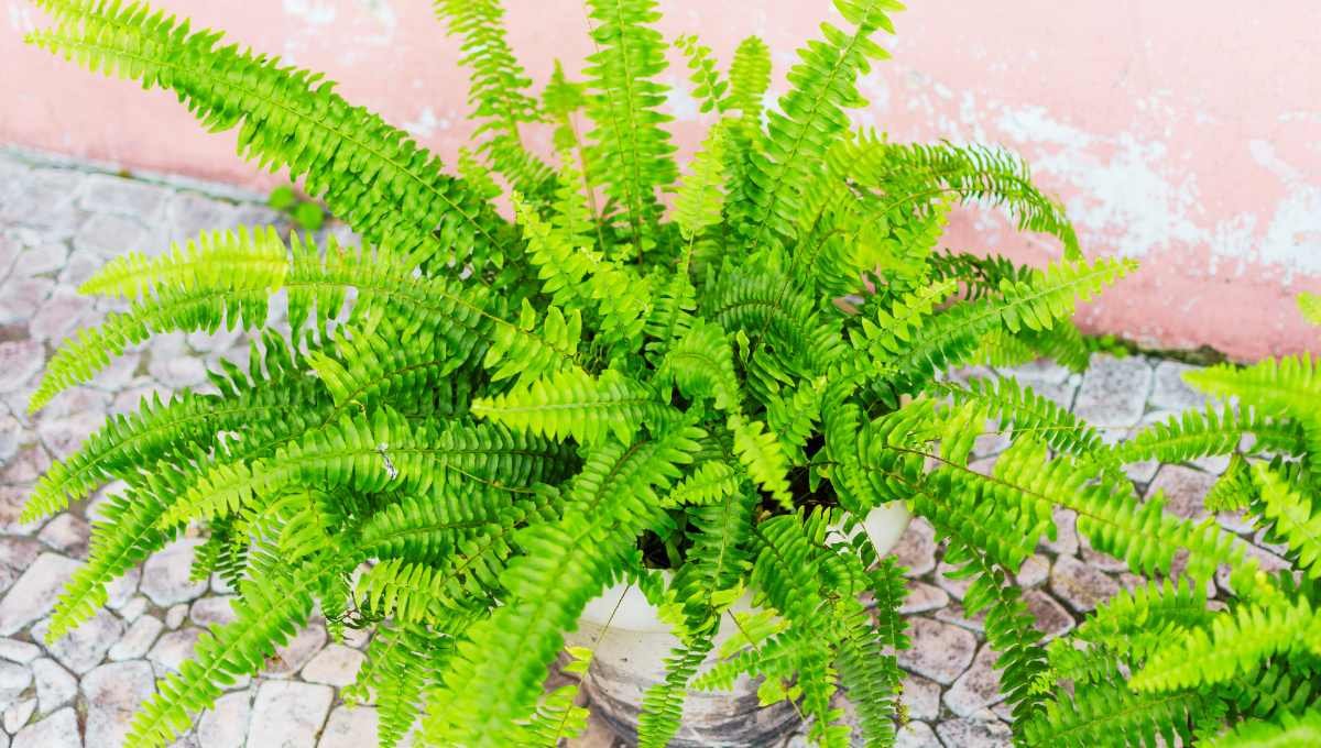 How to Grow and Care for Fern Plants