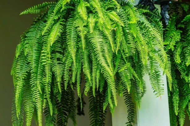 Is Fern a Good Plant for the House