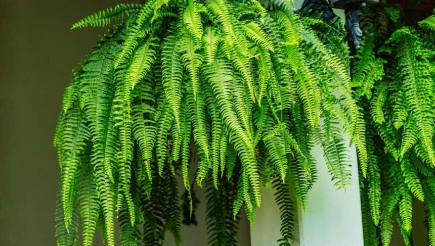 Is Fern a Good Plant for the House