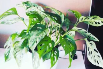 Is Monstera Adansonii a Good Indoor Plant