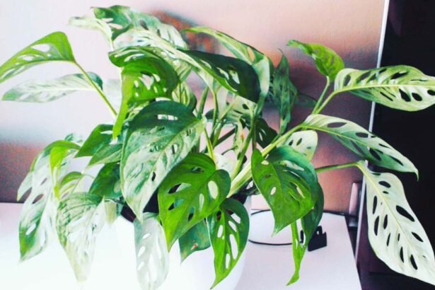 Is Monstera Adansonii a Good Indoor Plant