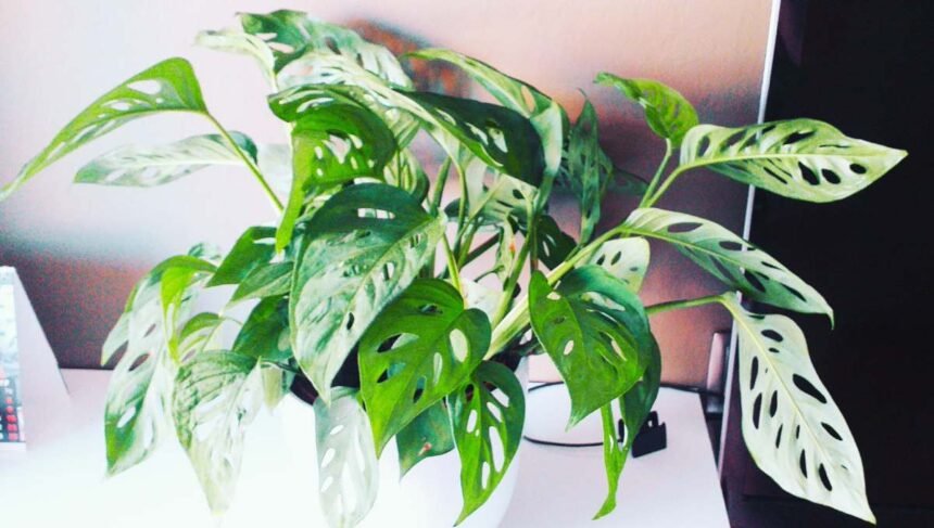 Is Monstera Adansonii a Good Indoor Plant