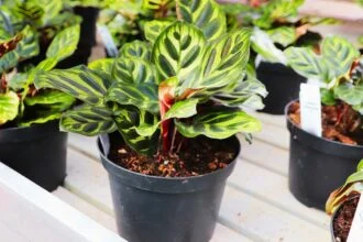 Is a Peacock Plant Good for Indoors
