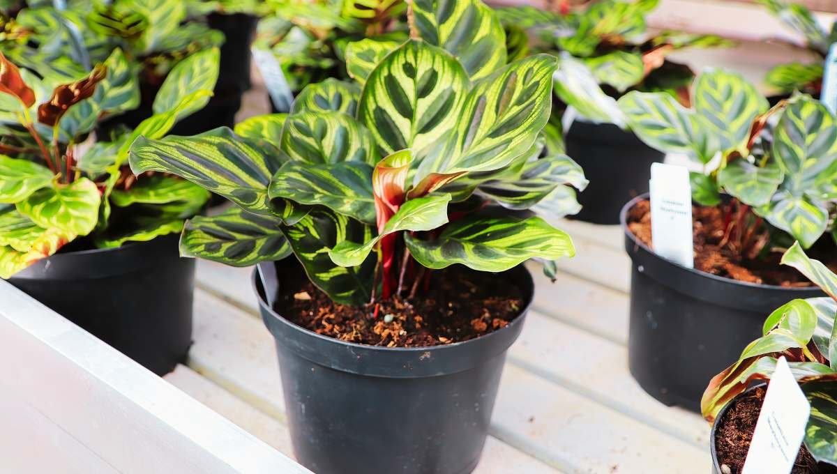 Is a Peacock Plant Good for Indoors