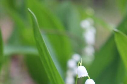 Quick Facts about Lily of the Valley