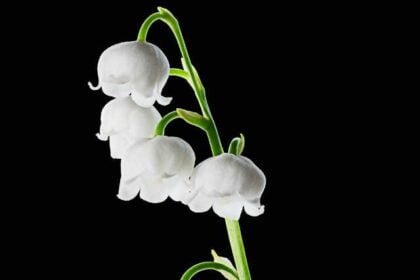This is the Right Time to Plant Lily of the Valley
