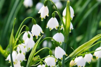 This is the best way to care your lily of the valley plant