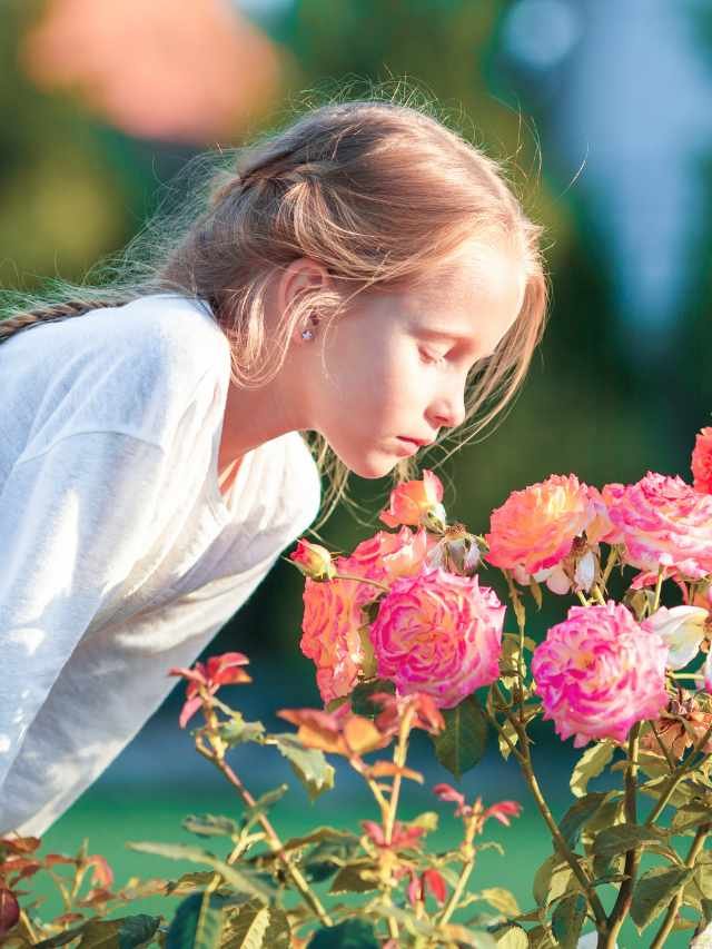 This is the best way to care your rose plant