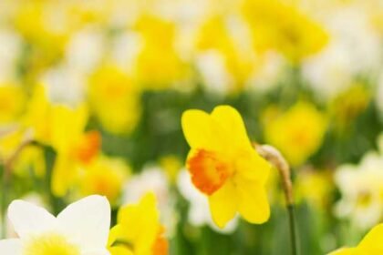 What do daffodils mean in love