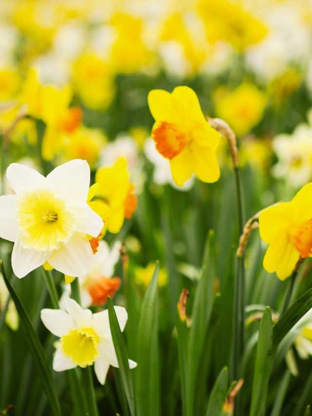 What do daffodils mean in love?