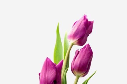 What do tulips symbolize