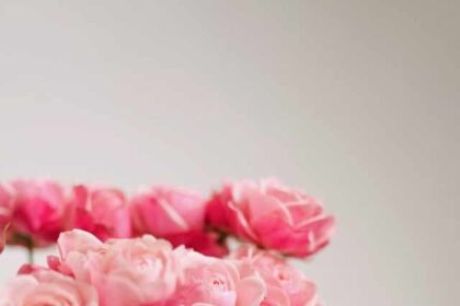 What does a pink rose symbolize