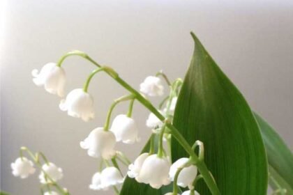 Where to Plant Lily of the Valley