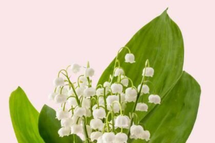 You might not know this special thing about Lily of the Valley