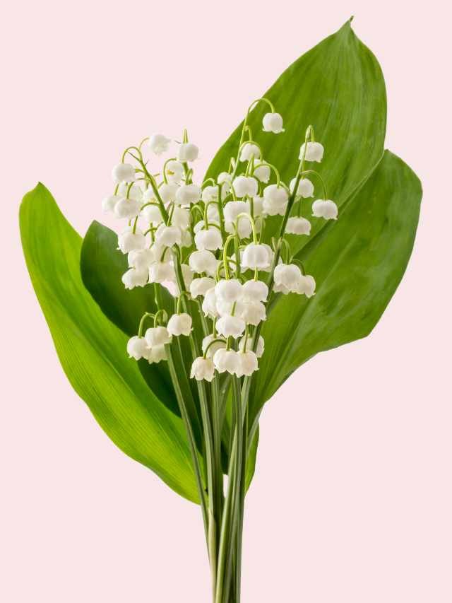 You might not know this special thing about Lily of the Valley