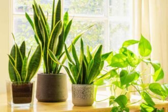 how to prevent snake plant from wilting