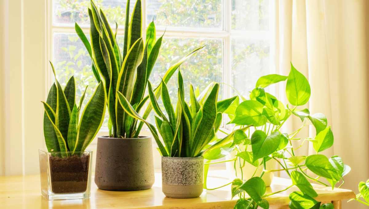 how to prevent snake plant from wilting