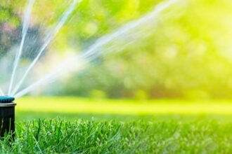 10 Best Low-Maintenance Grass Options