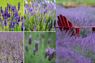 Can English Lavender Grow in India